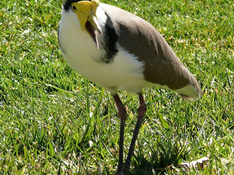 Plover father in Park