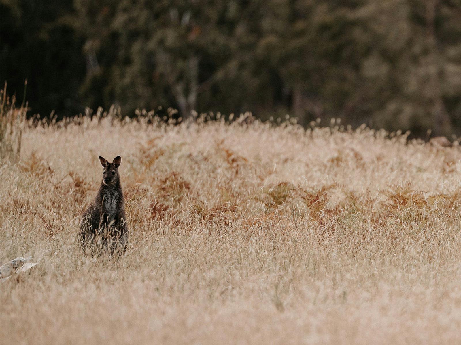 Lone wallaby standing alert in golden grassland.