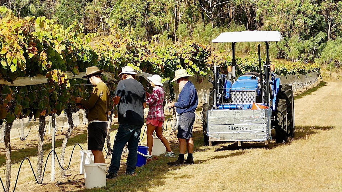 hand picking grapes at Pyramids Road Wines