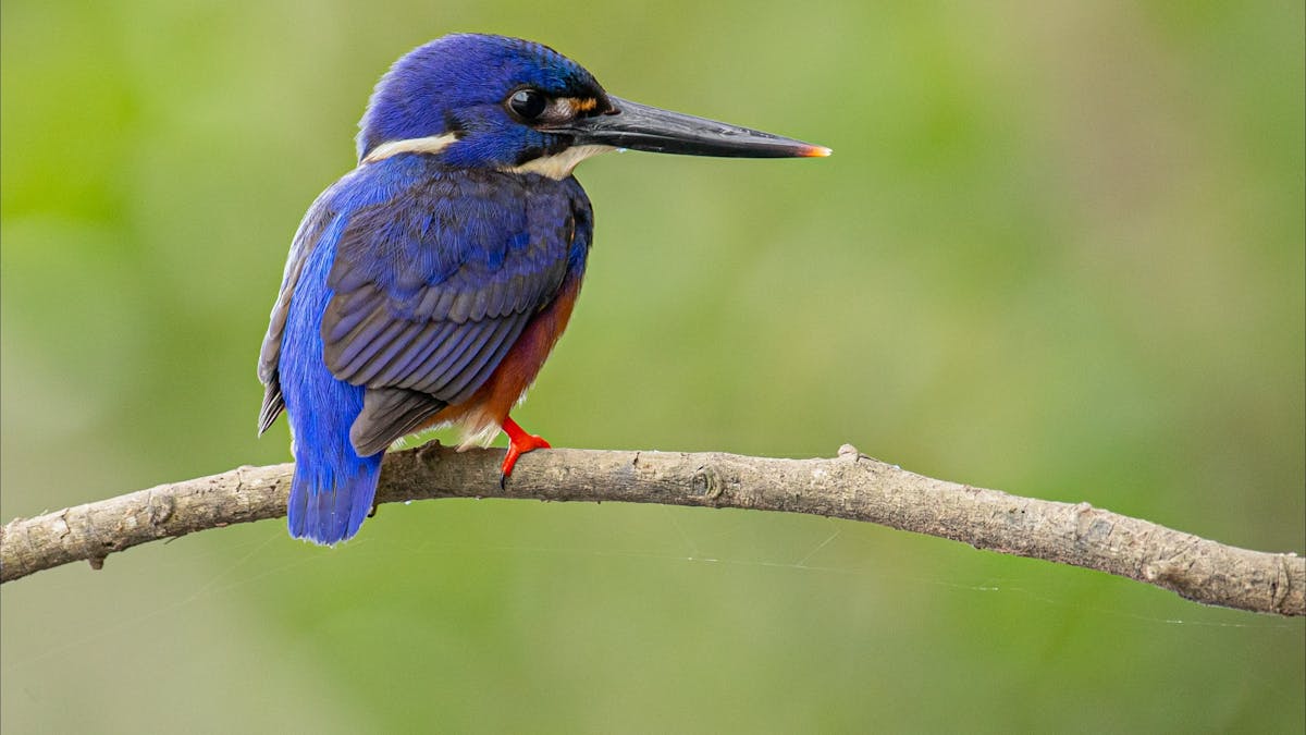 Azure Kingfisher