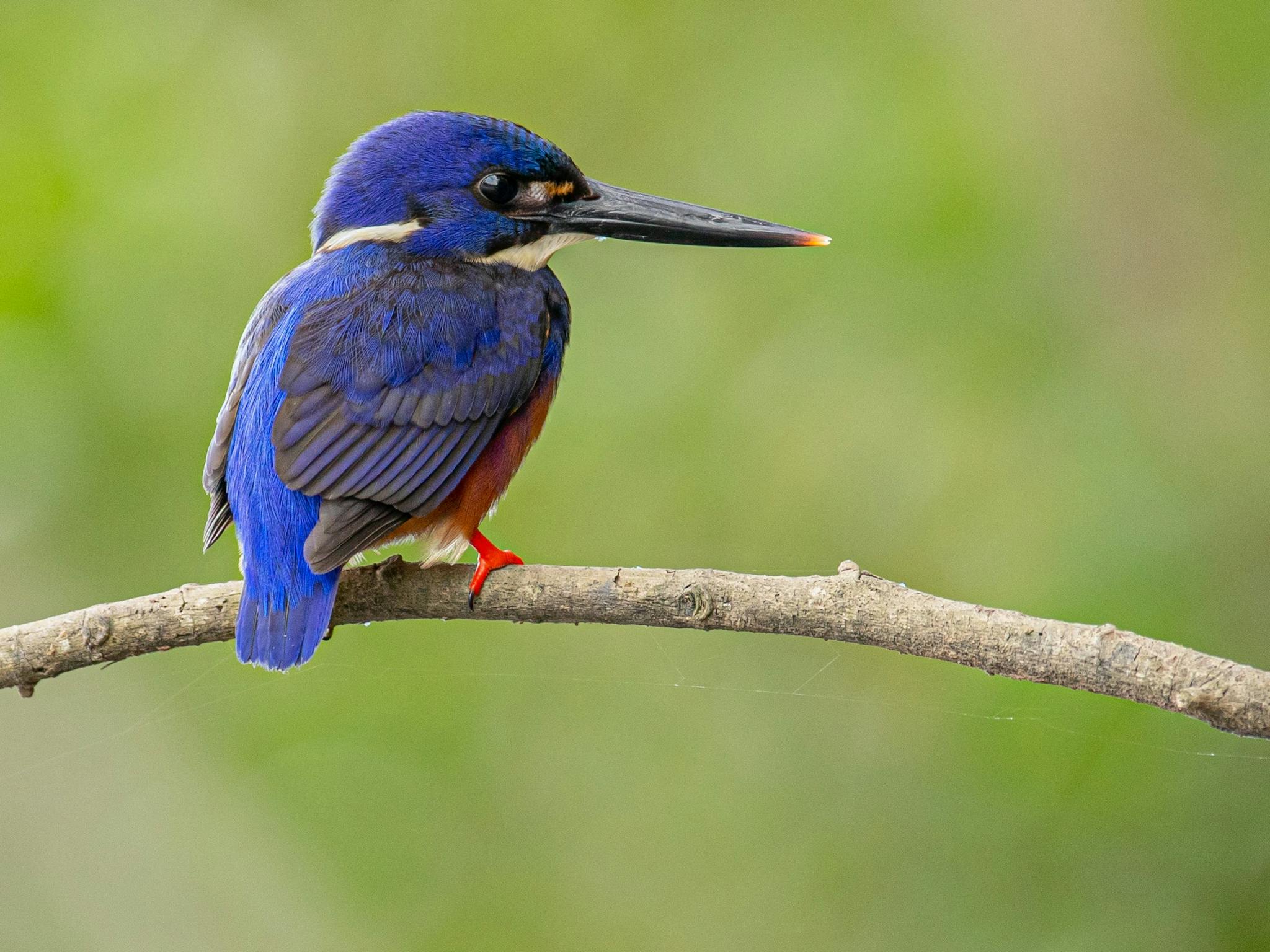 Azure Kingfisher Azure Kingfisher