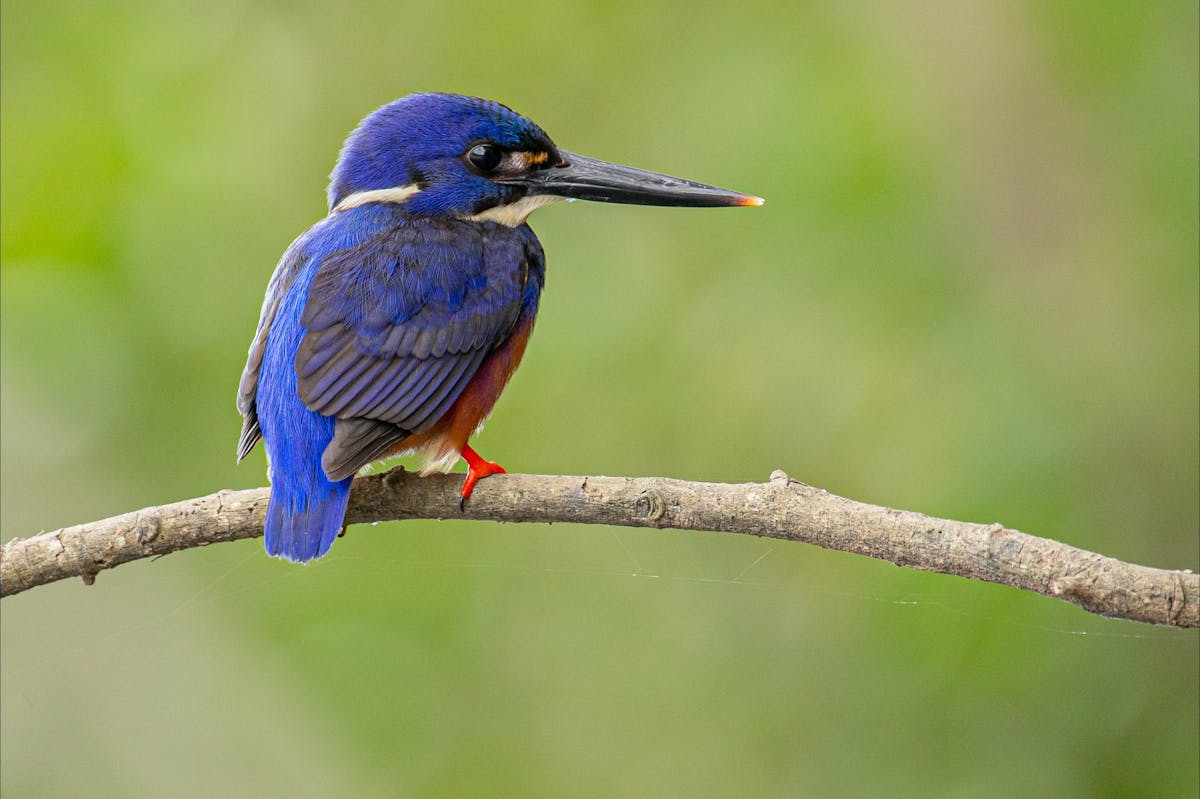 Azure Kingfisher