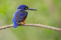 Azure Kingfisher