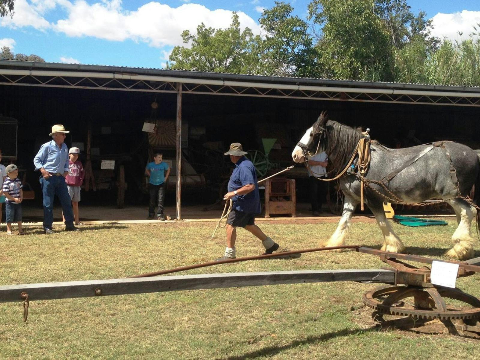 working horses at the open day