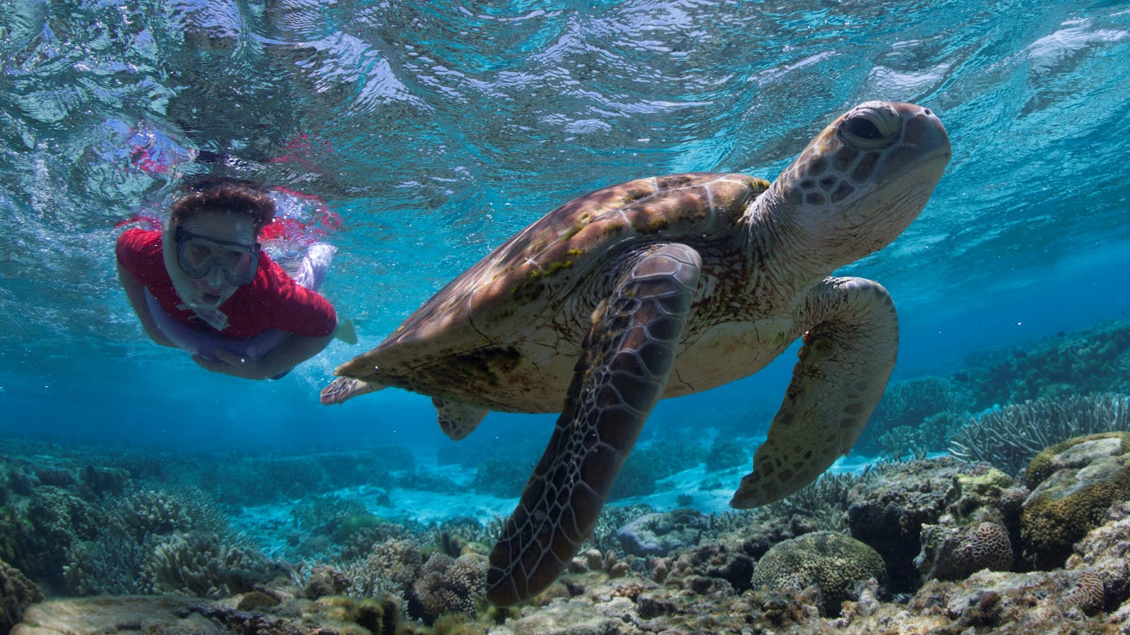 Lady Elliot Island Eco Resort