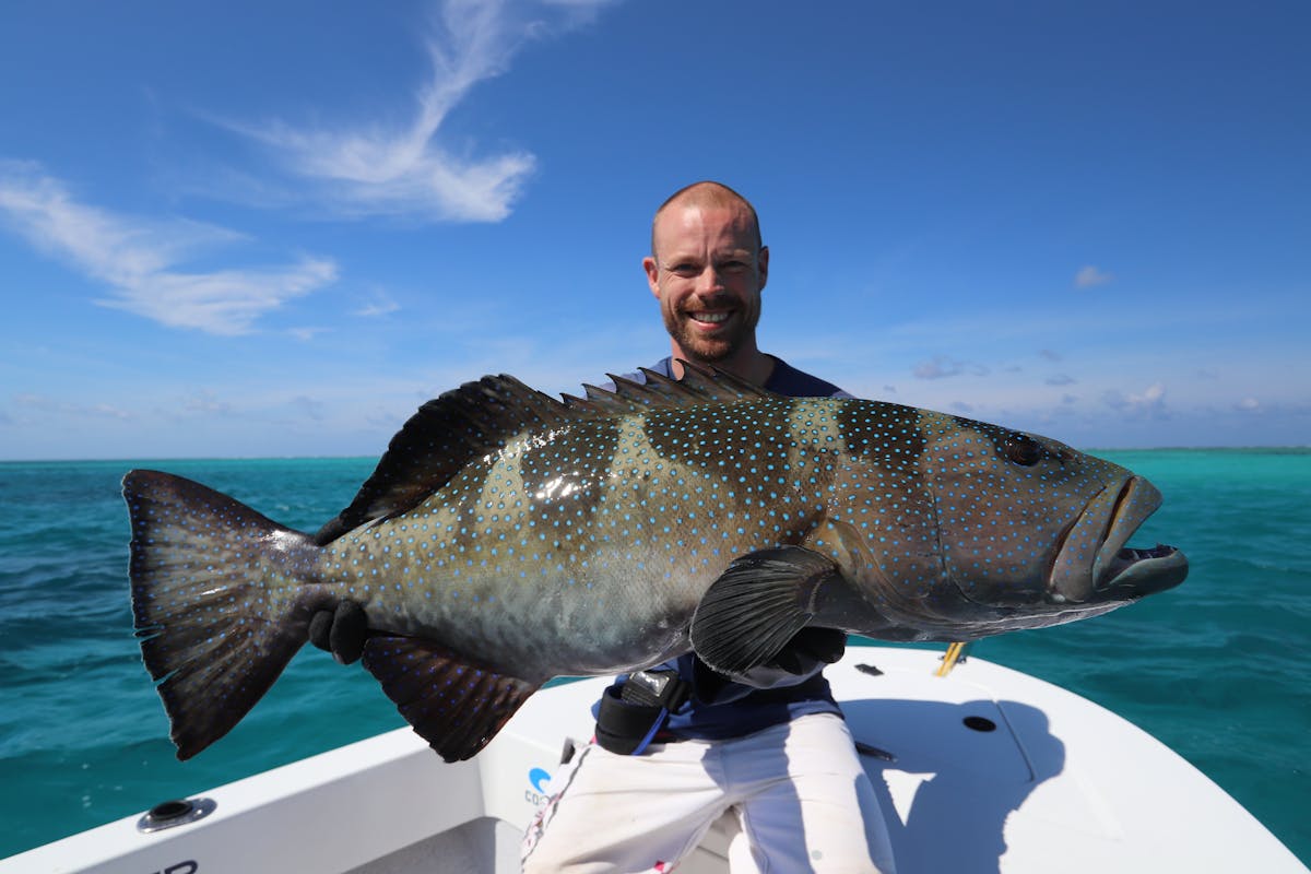 a really big blue spot coral trout, these fish are very agressive and put on some really exciting ta