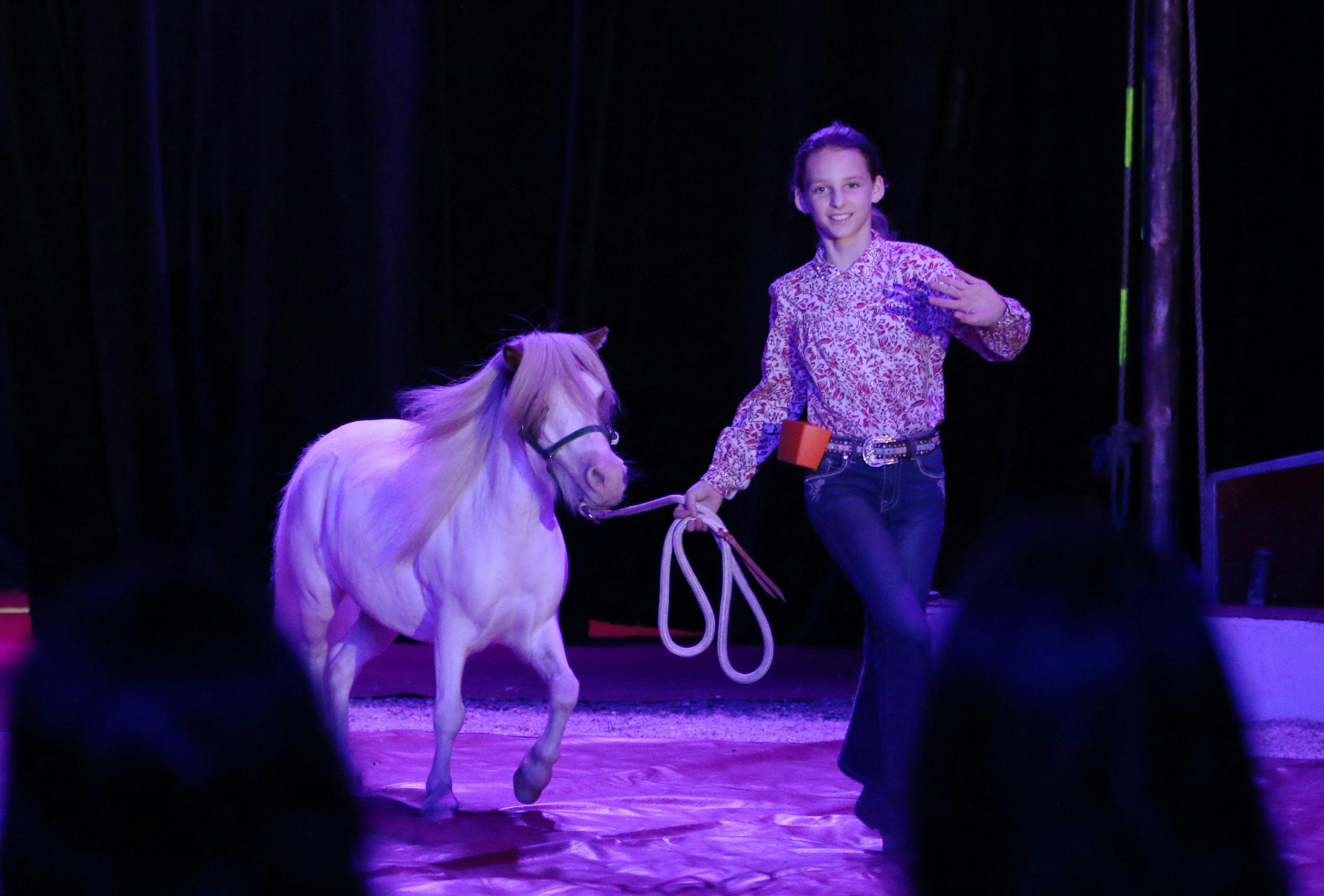 Miniature Pony