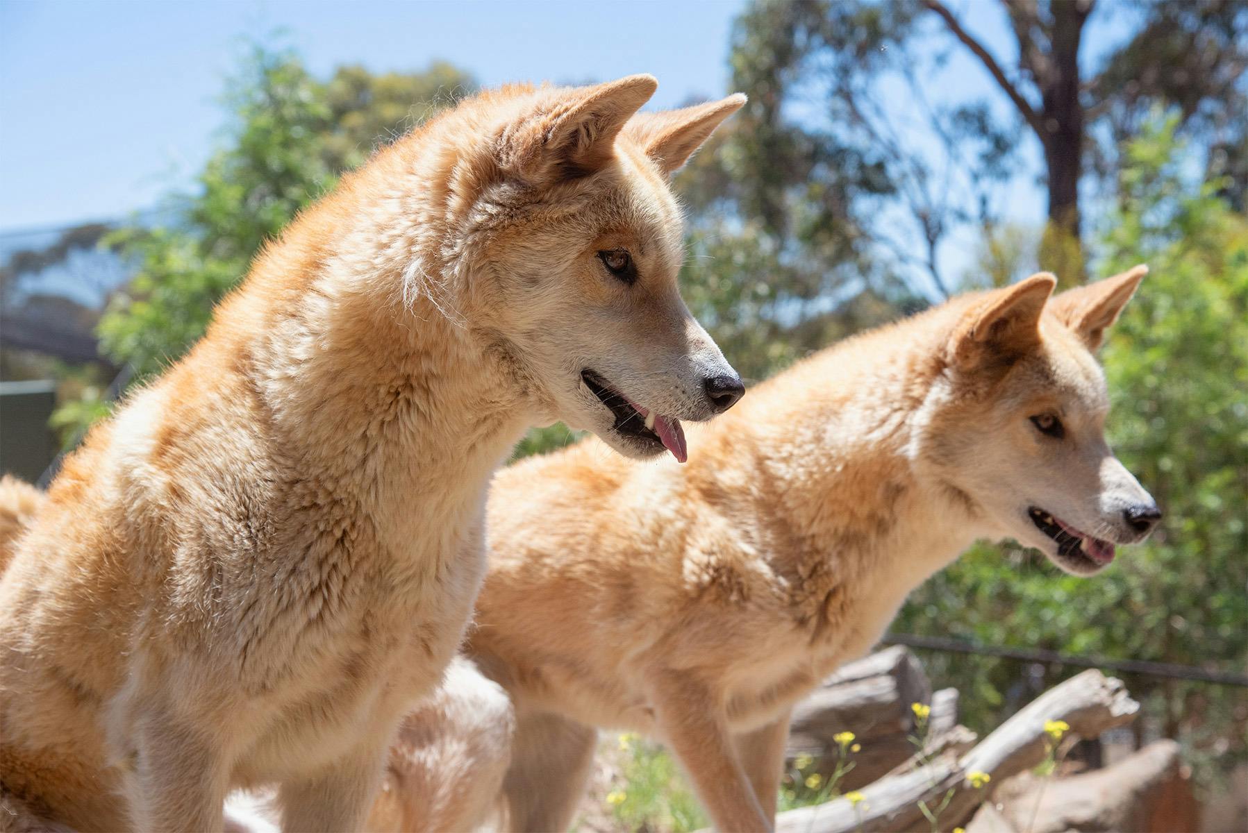 2 dingoes