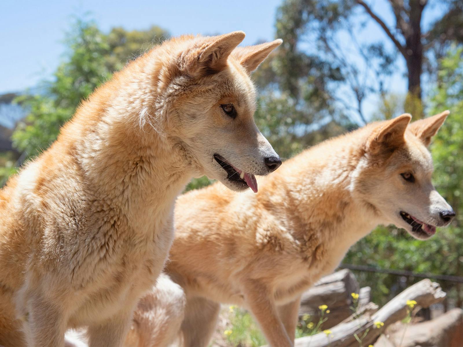 2 dingoes