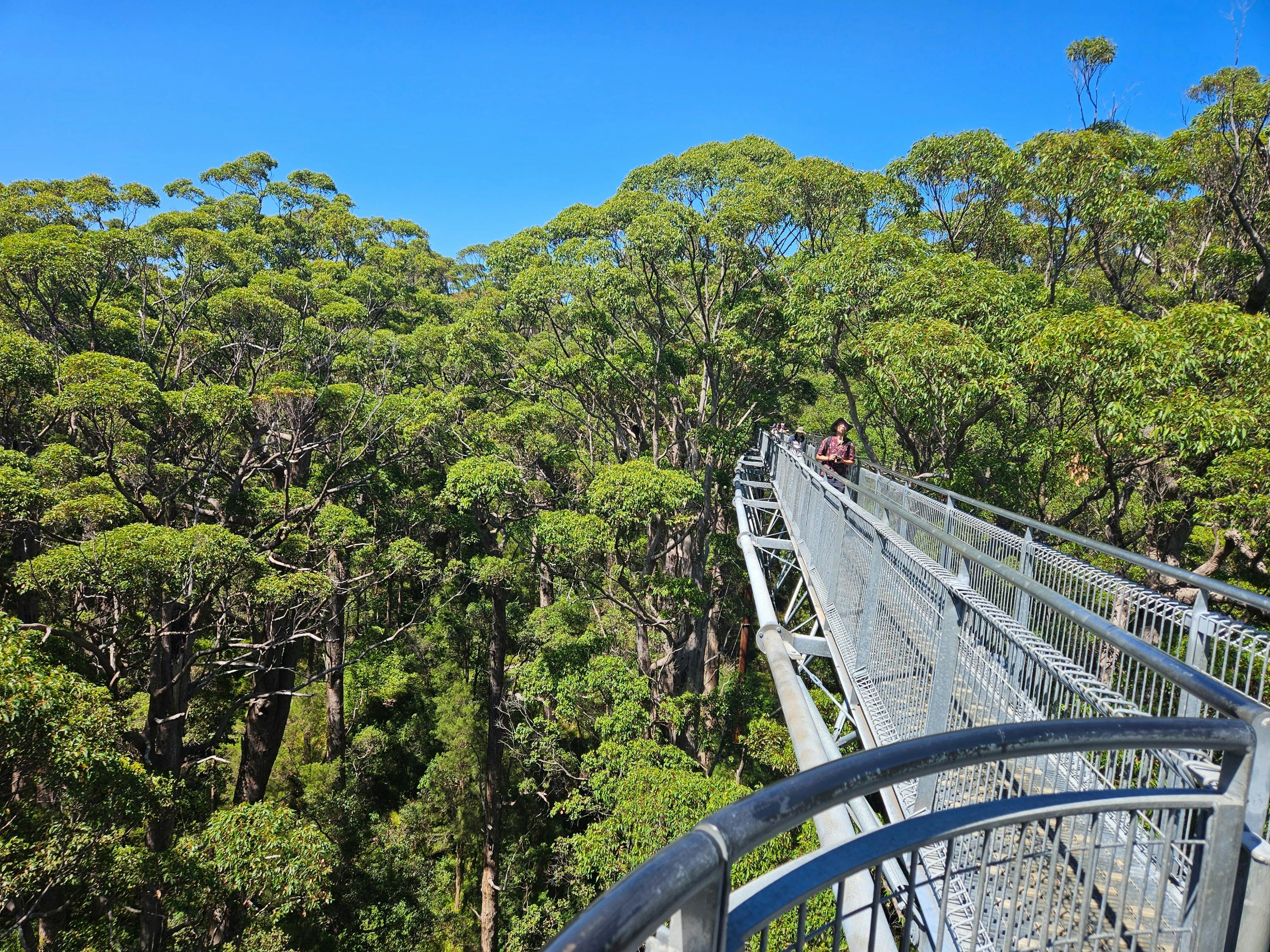 Tree Top Walk