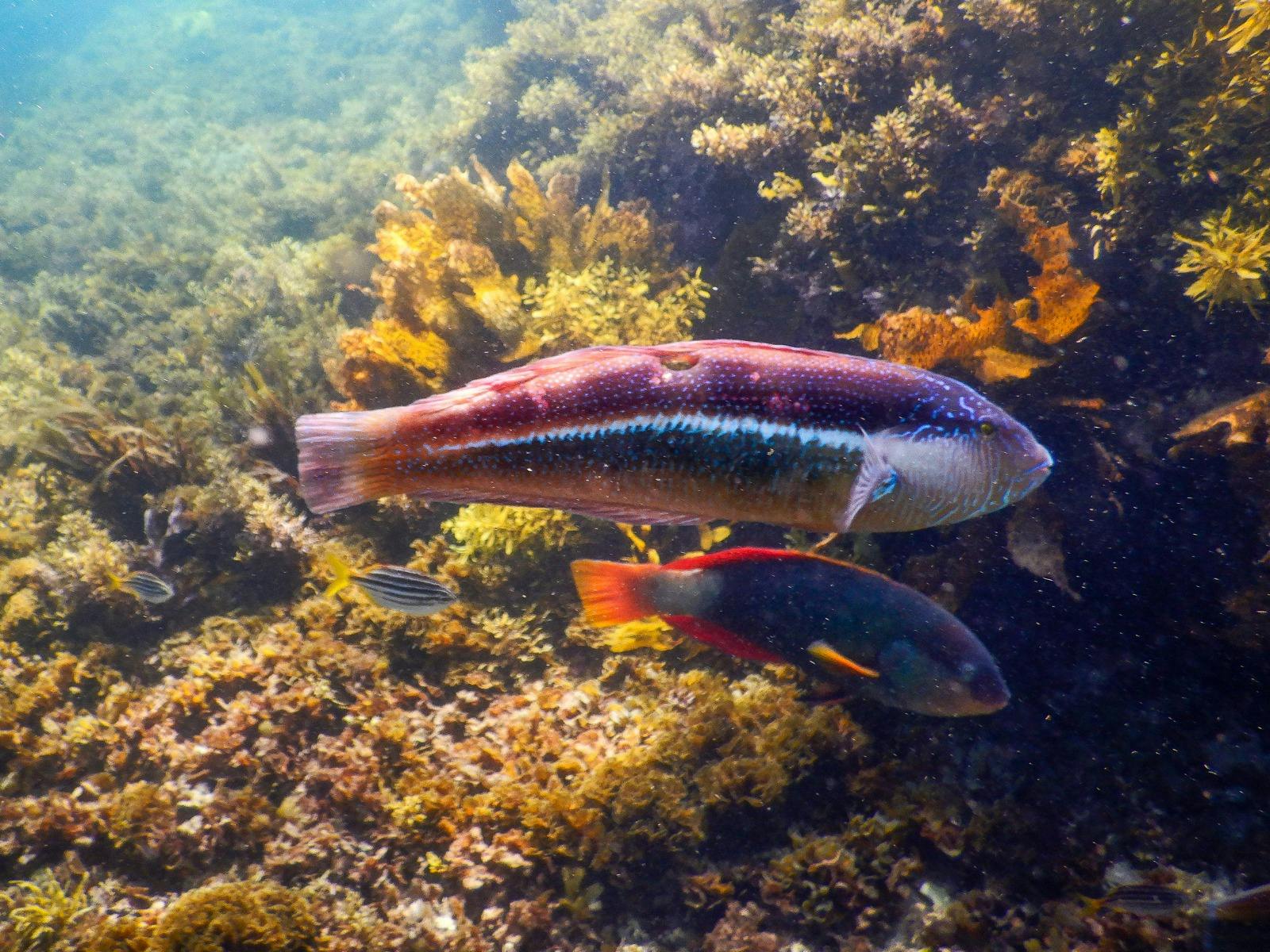 Maori wrasse, crimson-banded wrasse, and a small Mado fish swimming closely together in clear water.