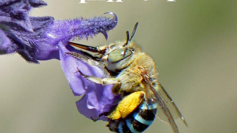 Image for Pollinators