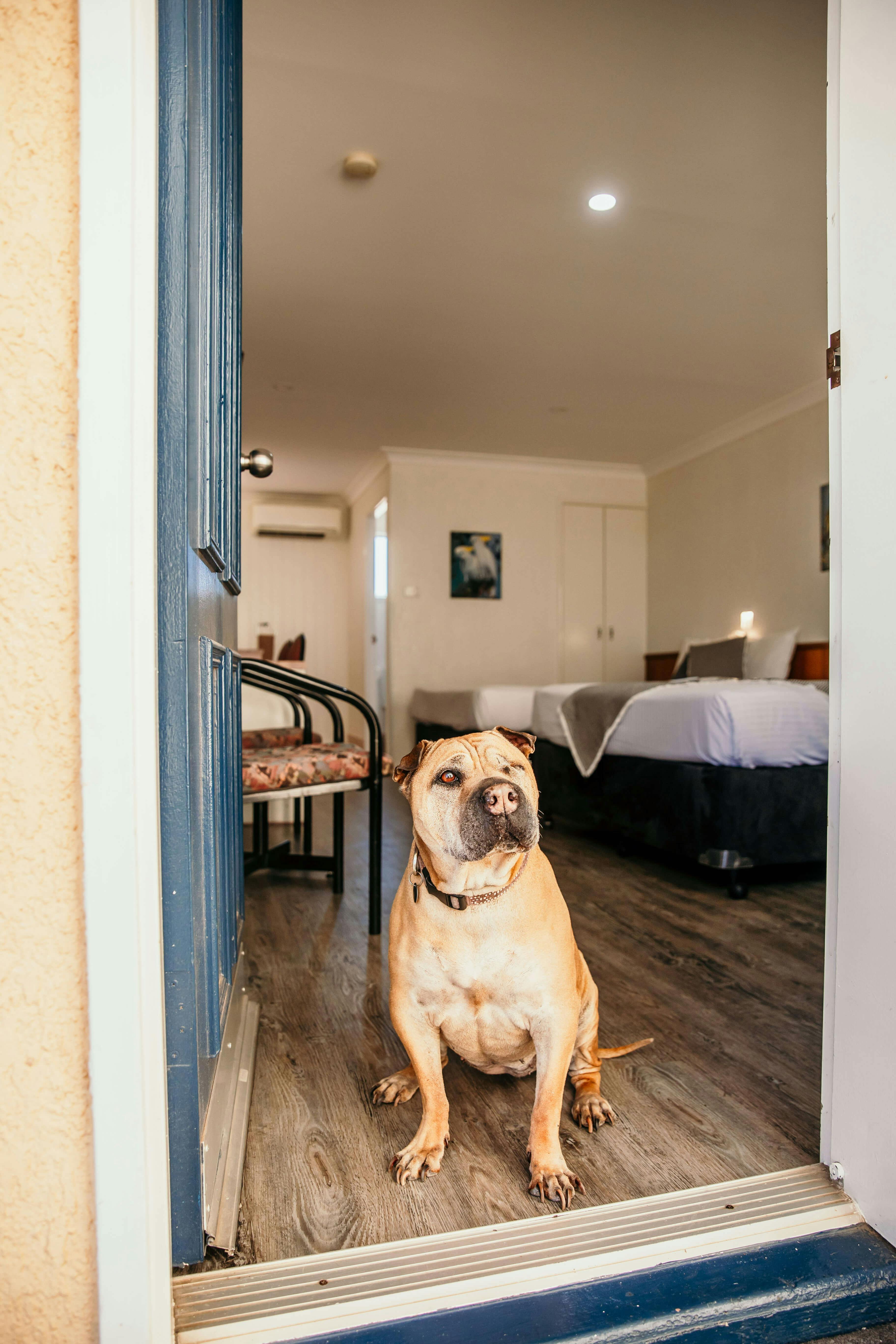A dog sitting in the entrance of a pet friendly motel room