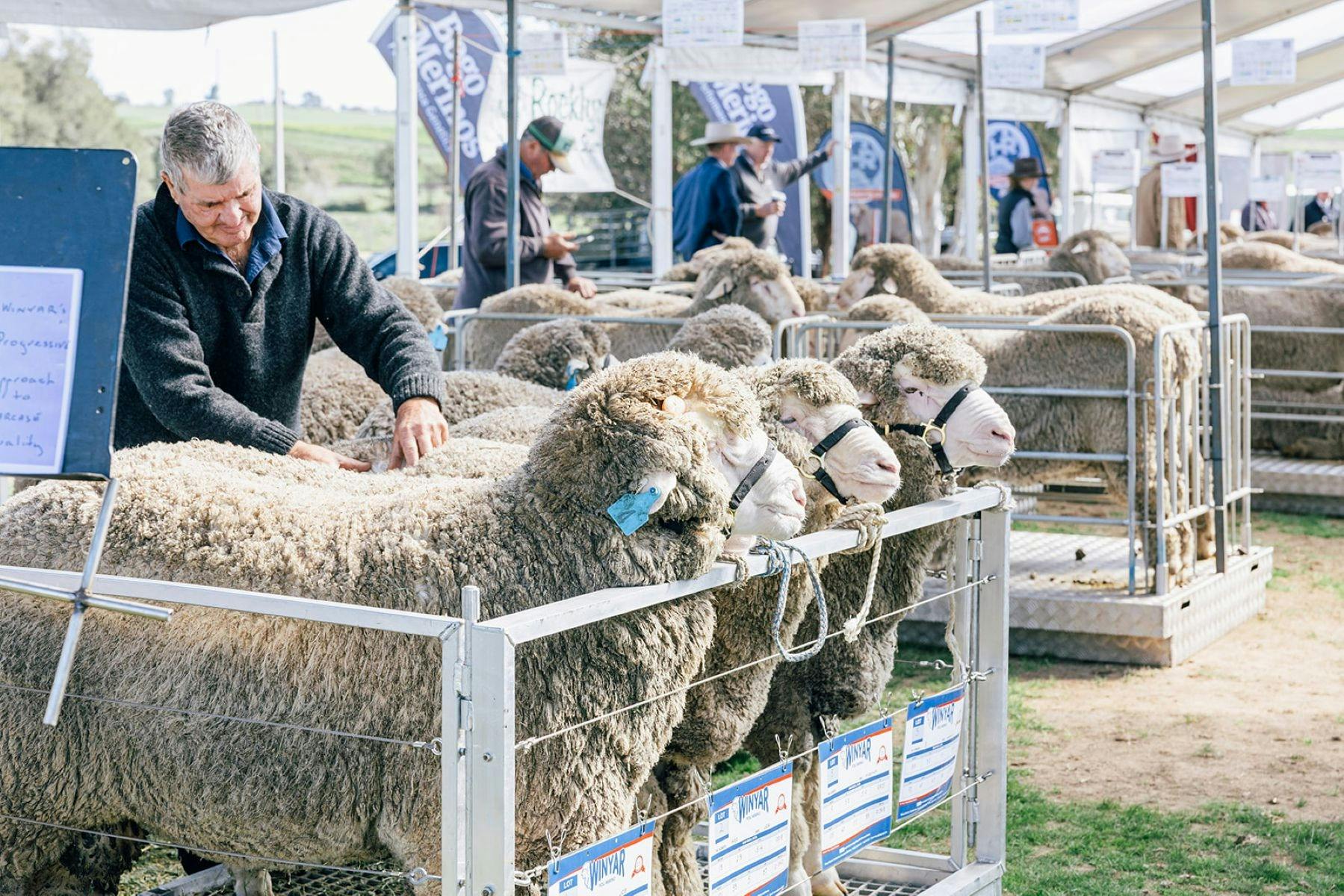 A pen of three merino studs being inspected by a man, checking their wool quality.