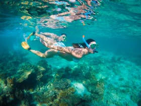 Snorkel the Ningaloo Reef