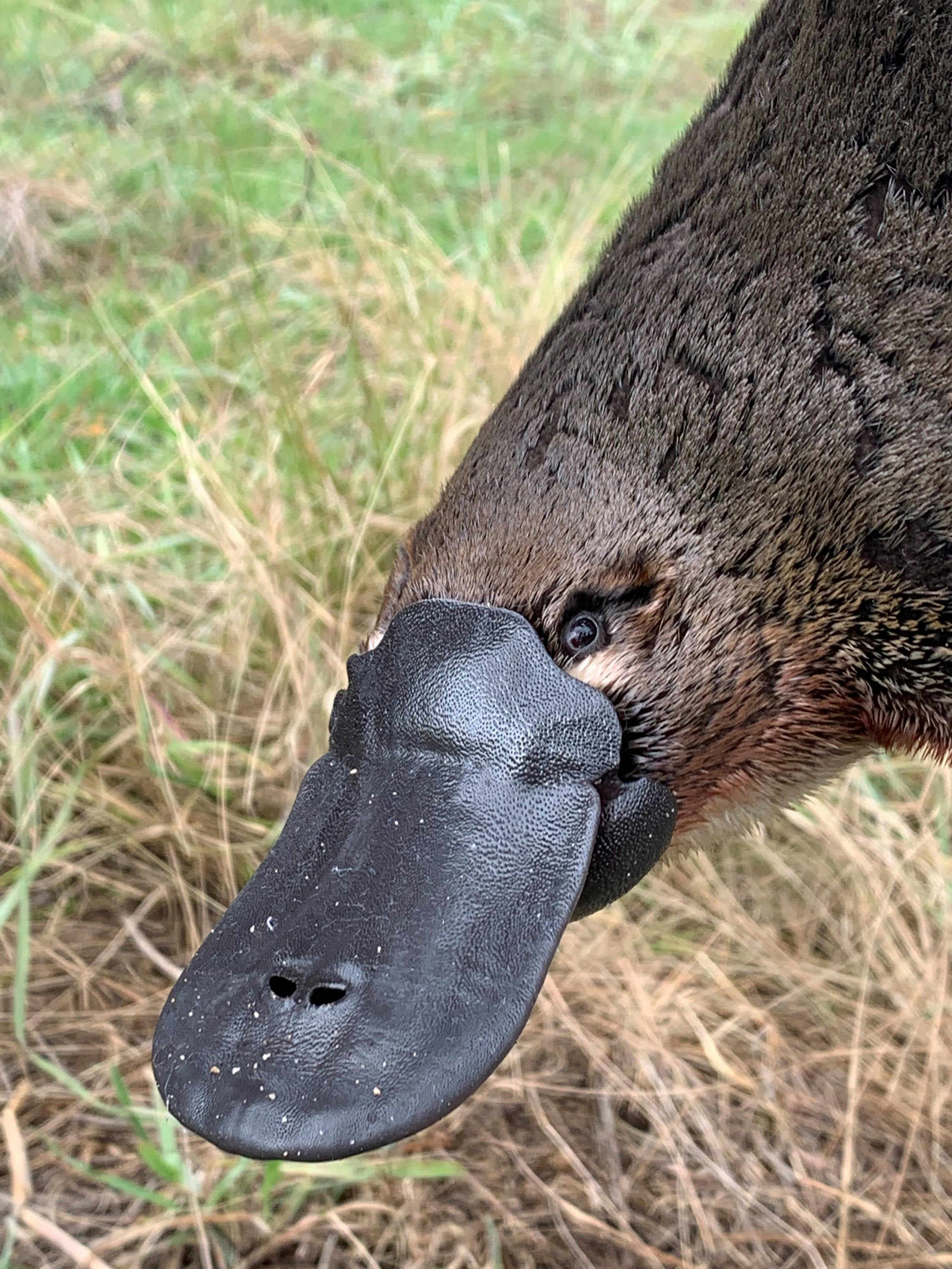 A platypus face with grass behind