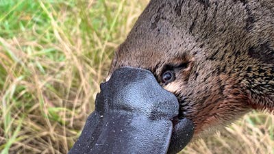 A platypus face with grass behind