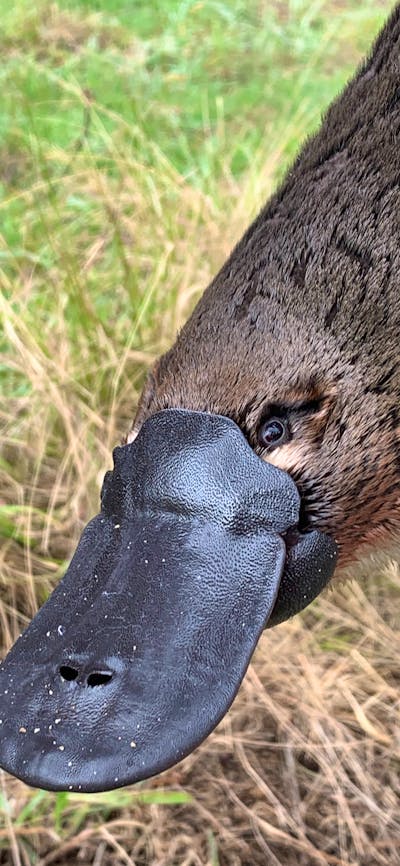 A platypus face with grass behind