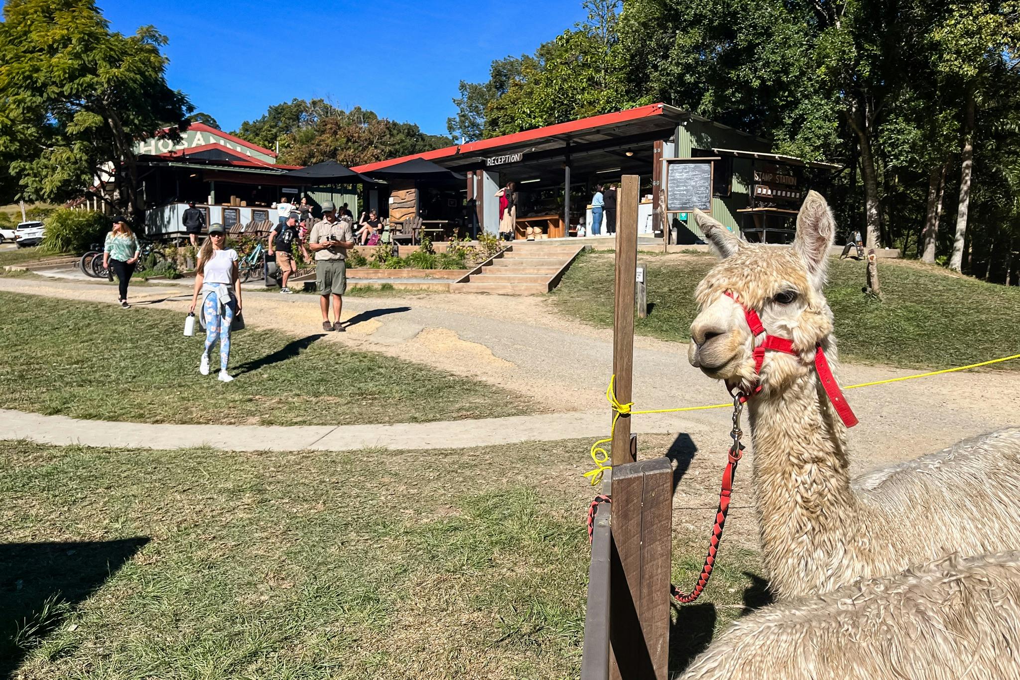 Alpaca in the foreground and cafe in the background at Hosanna Farmstay lunch spot