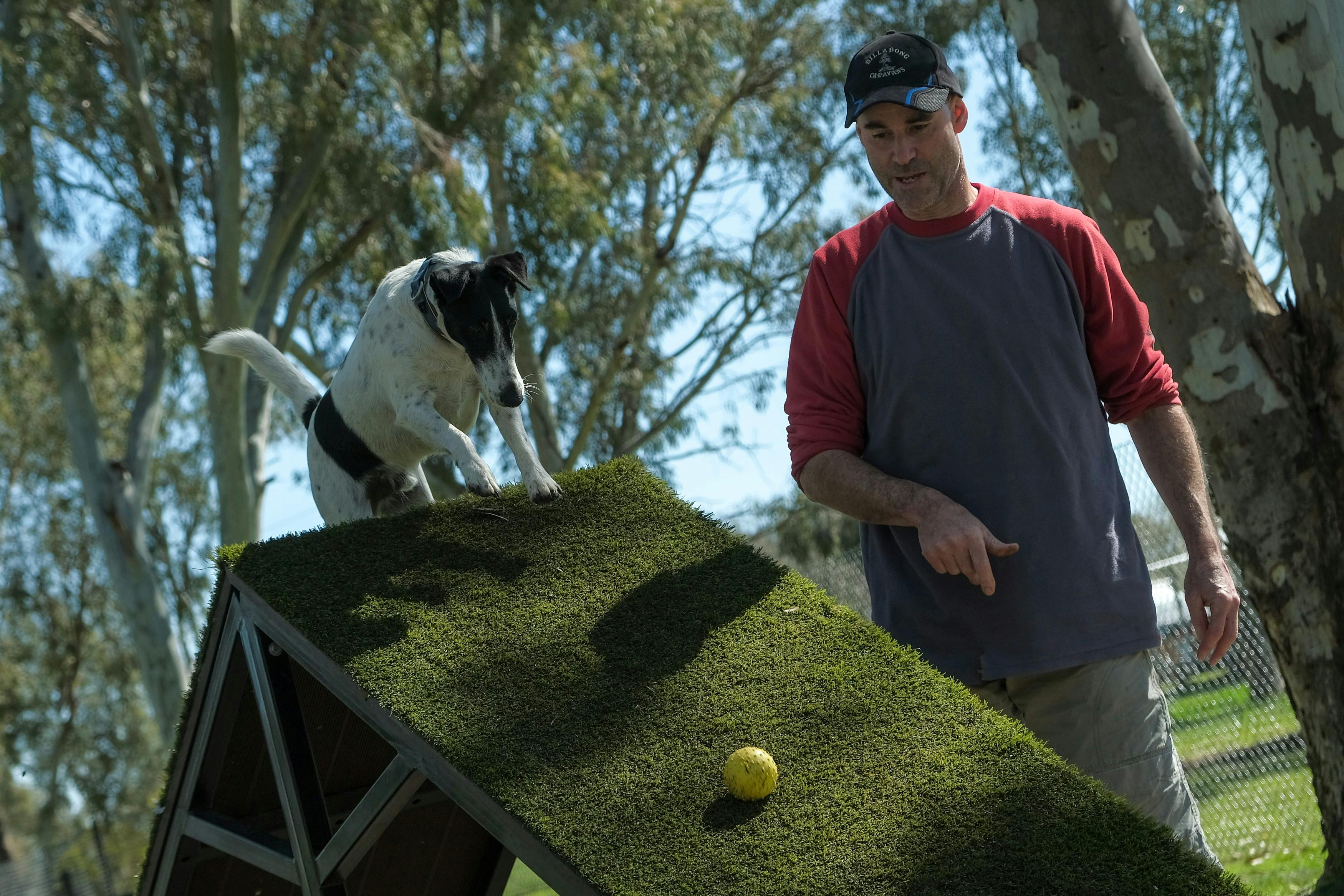 Junee Agility Dog Park
