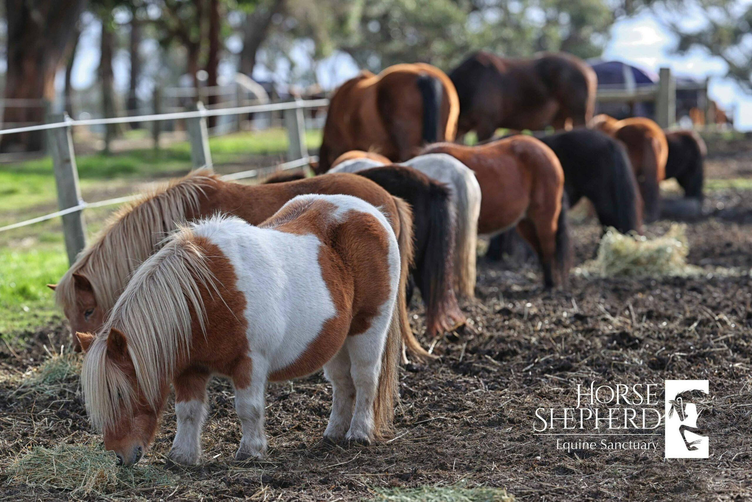 Horse Shepherd Walking Tours