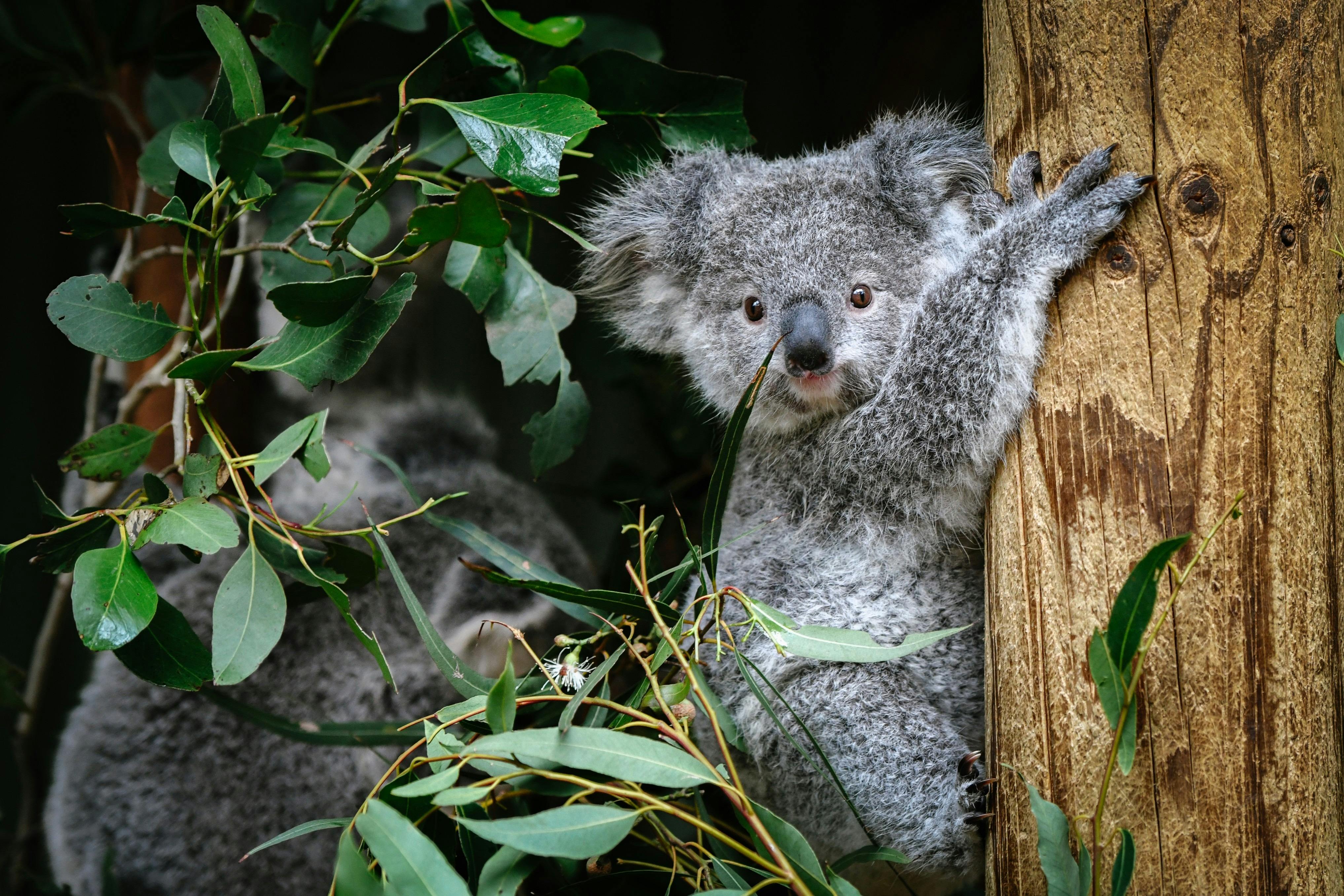 sydney australia wildlife tour