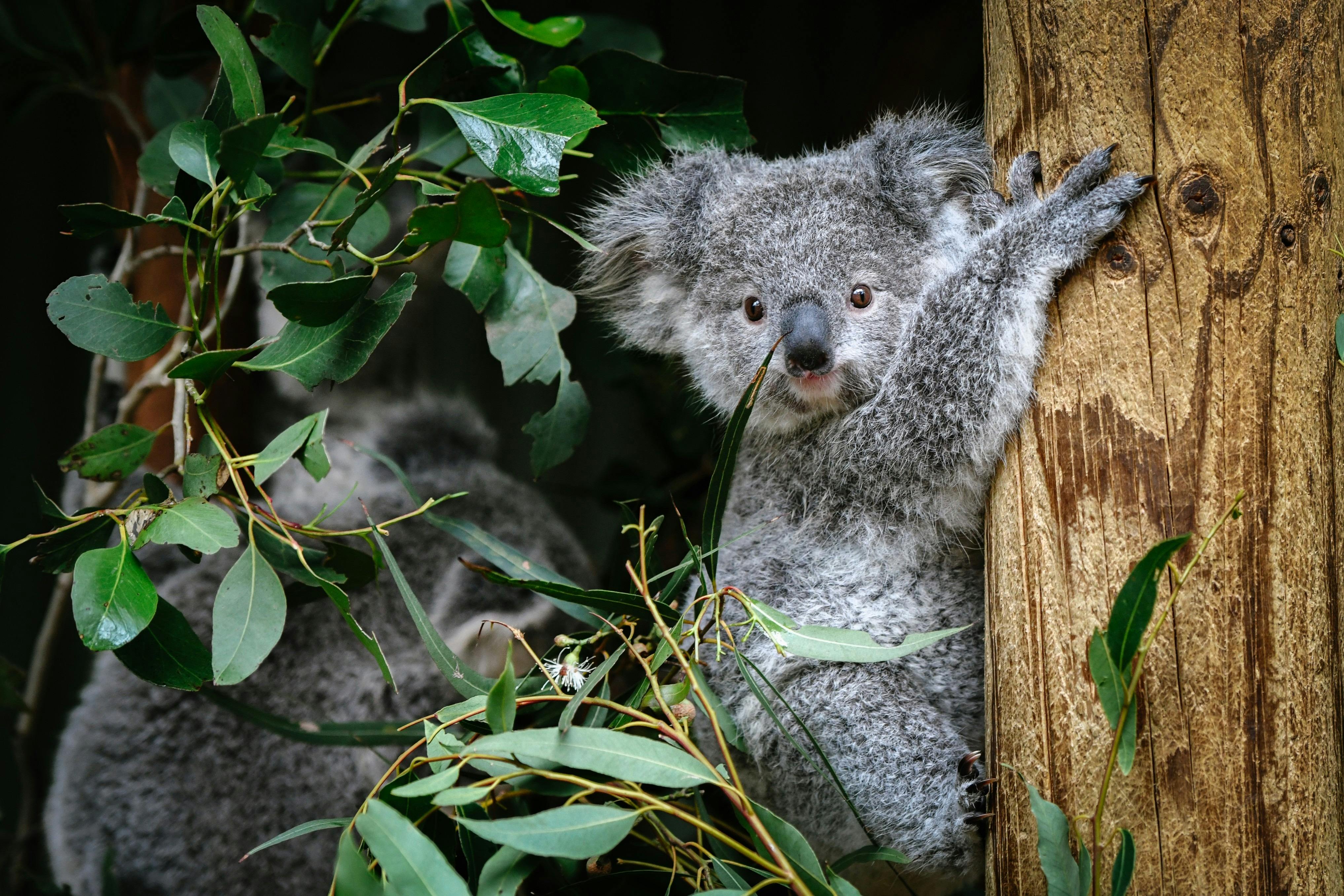 Featherdale Sydney Wildlife Park | Sydney, Australia - Official Travel