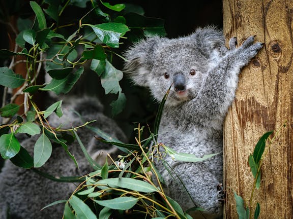 Featherdale Sydney Wildlife Park