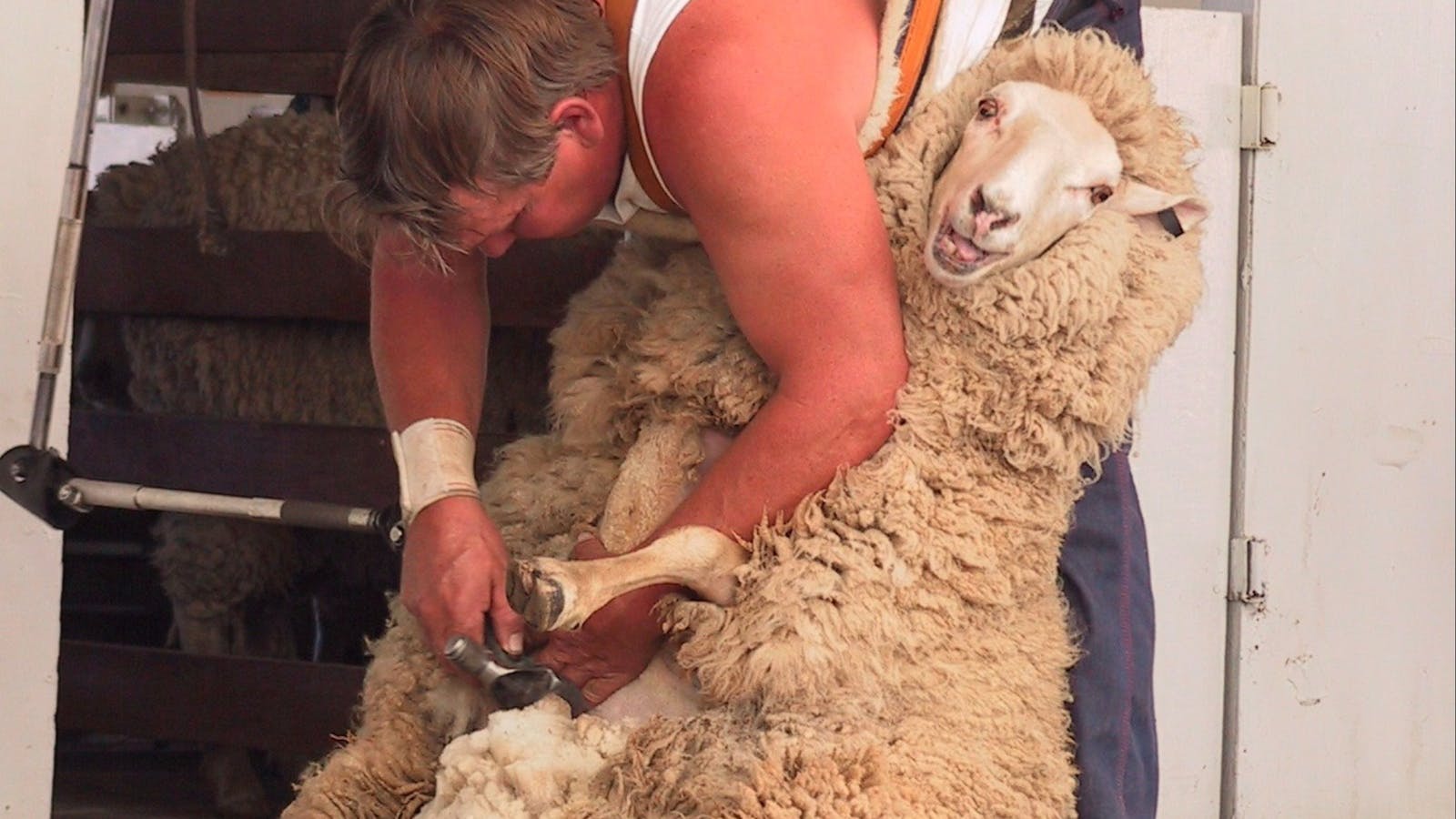 Bombala Show