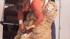 Sheep shearing at Bombala Show