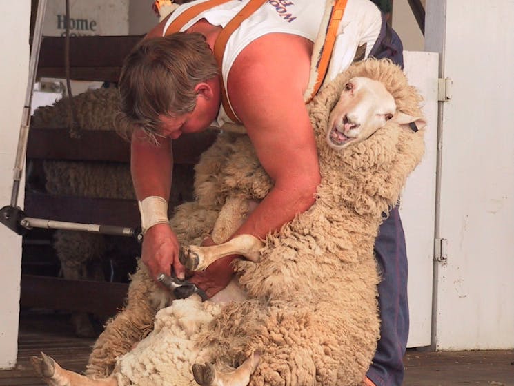 Sheep shearing at Bombala Show