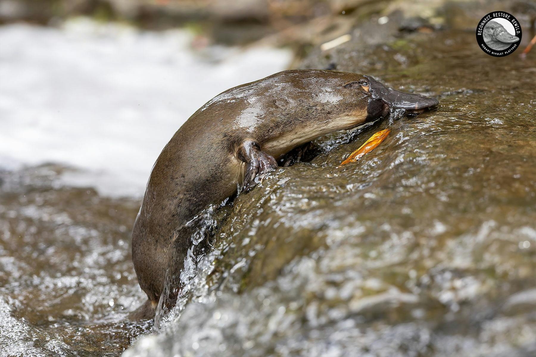 Platypus heading upstream