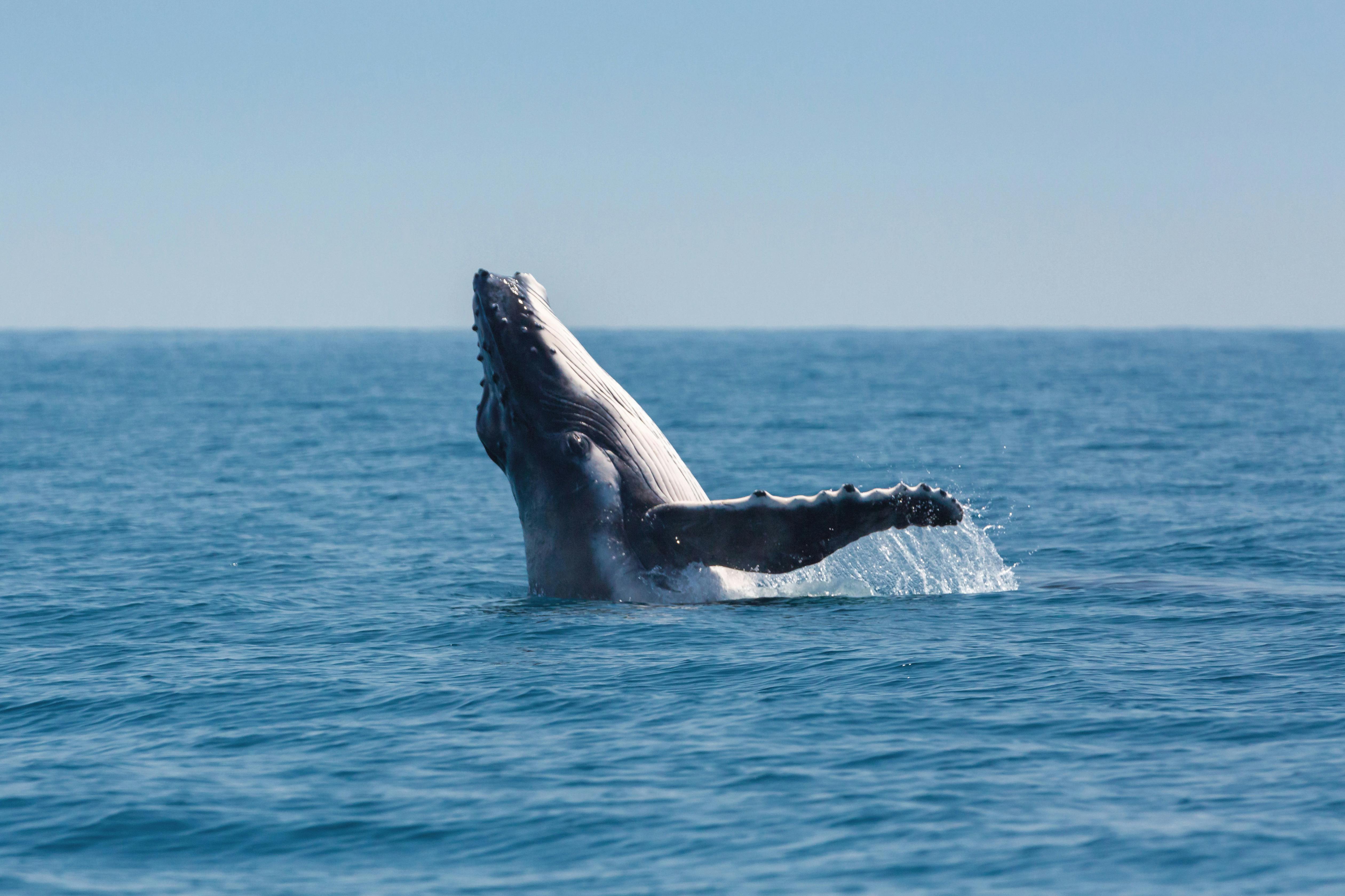 Hervey Bay Whales