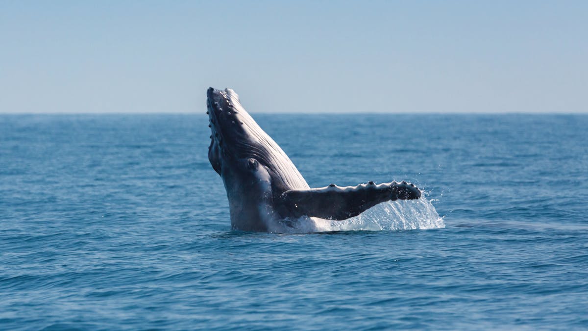 Hervey Bay Whales Hervey Bay Whales
