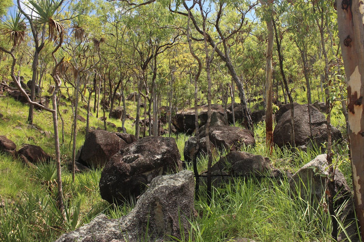 Open woodland and granite boulders of Emerald Creek