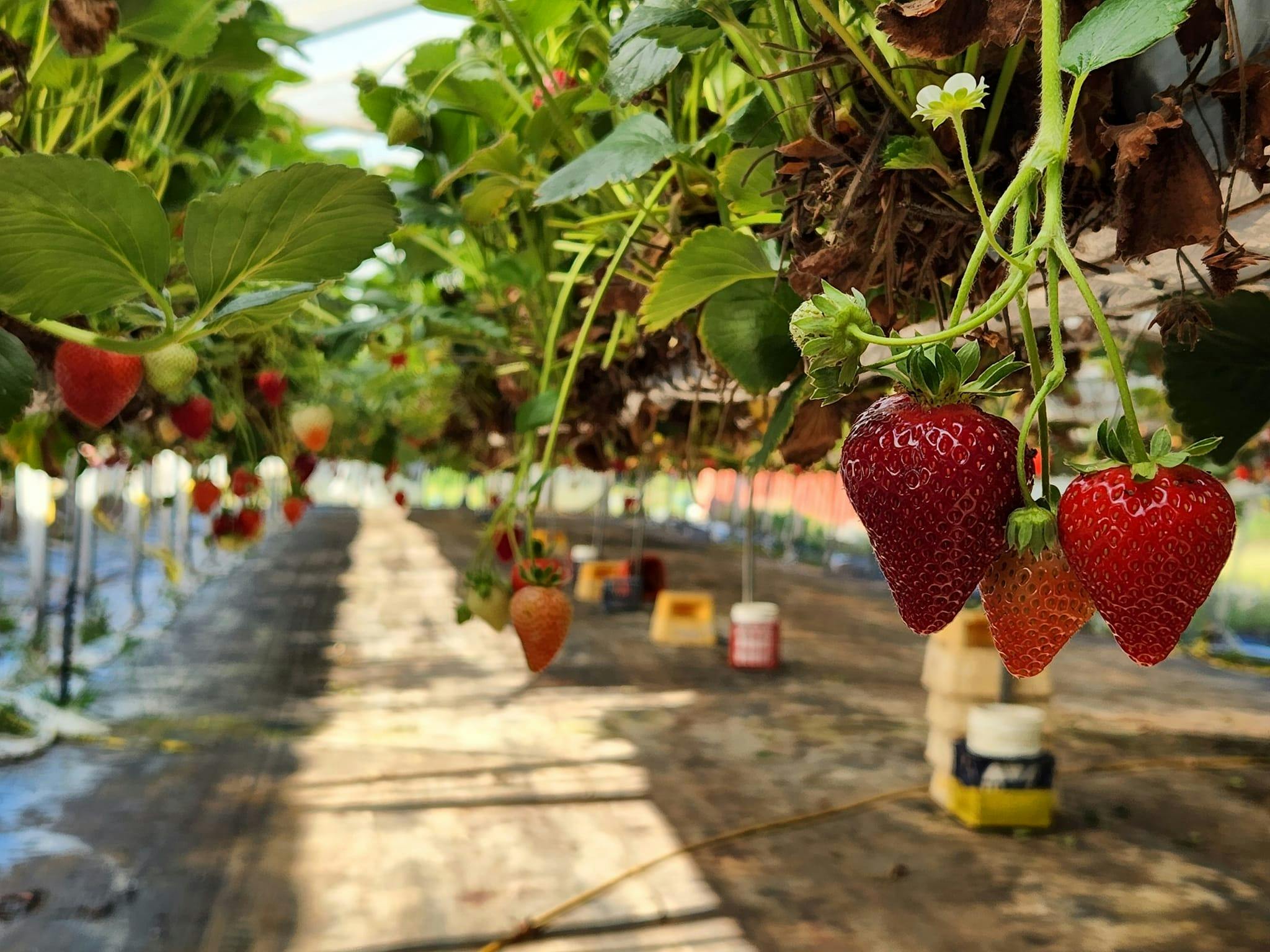 Berrylicious Strawberries Sydney, Australia Official Travel