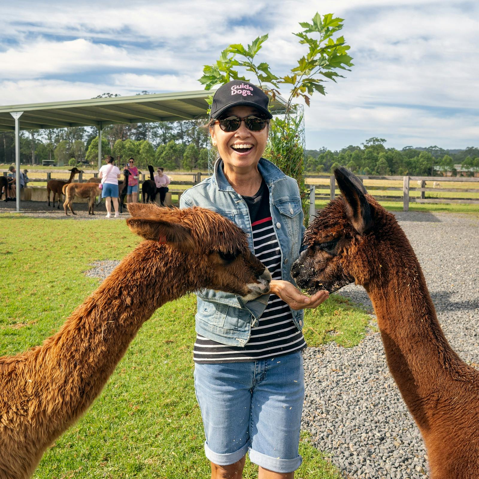 Alpaca tours