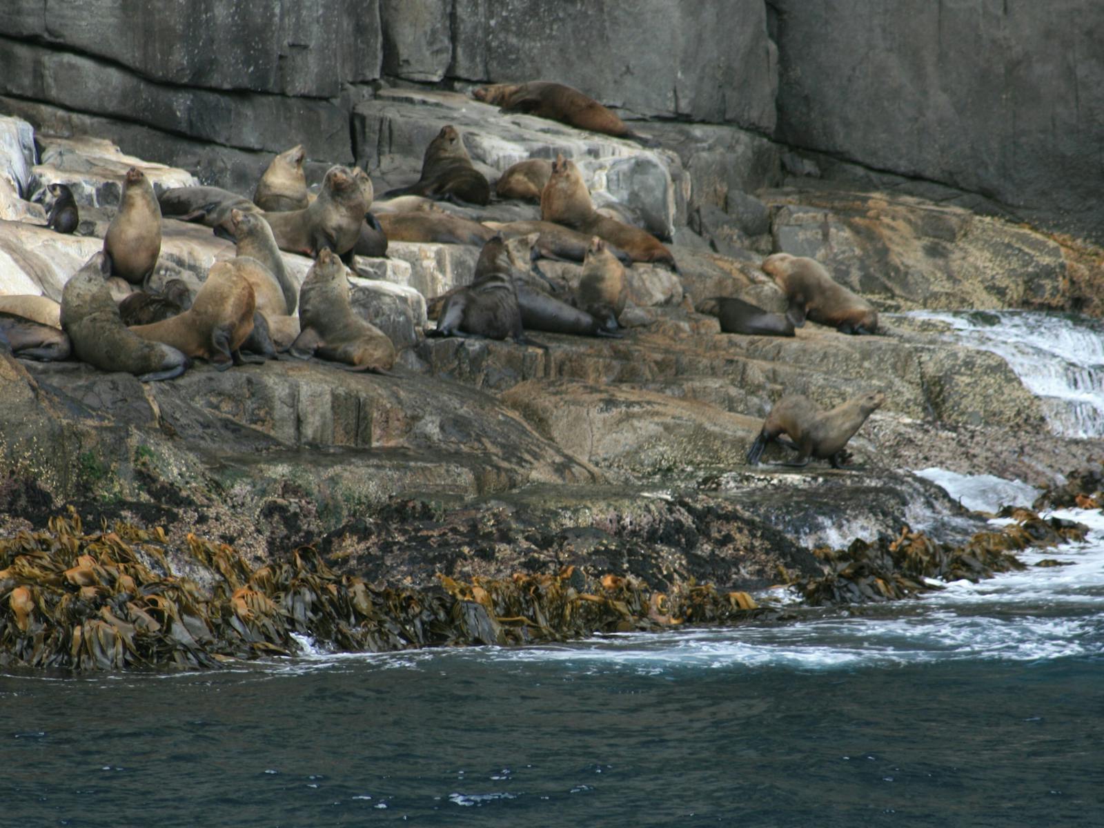 the local wildlife resting on Cape Pillar