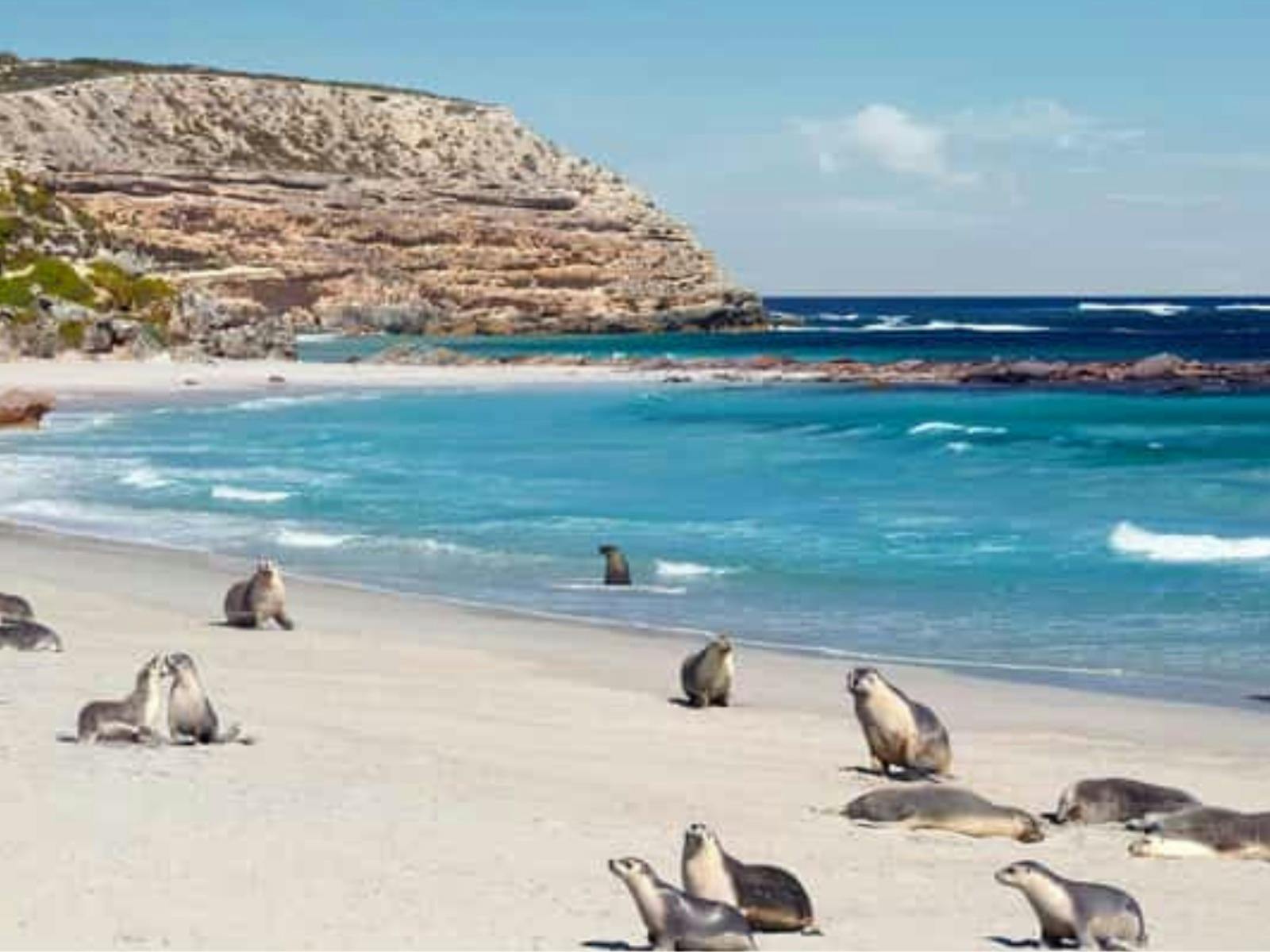 Seal Bay Kangaroo Island