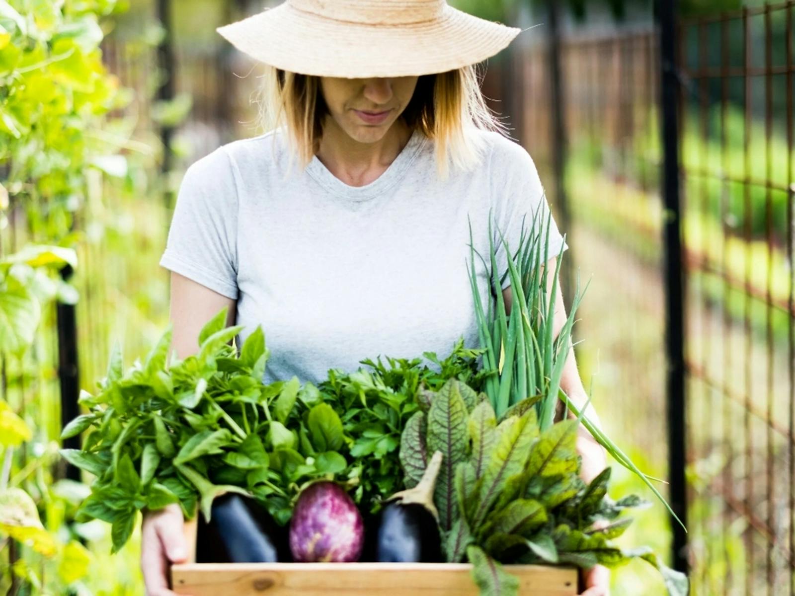 Vegetables at Pocket City Farms