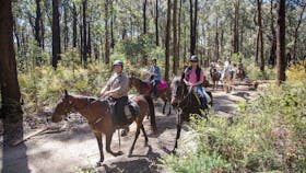 Chum Creek Horse Riding and Huts