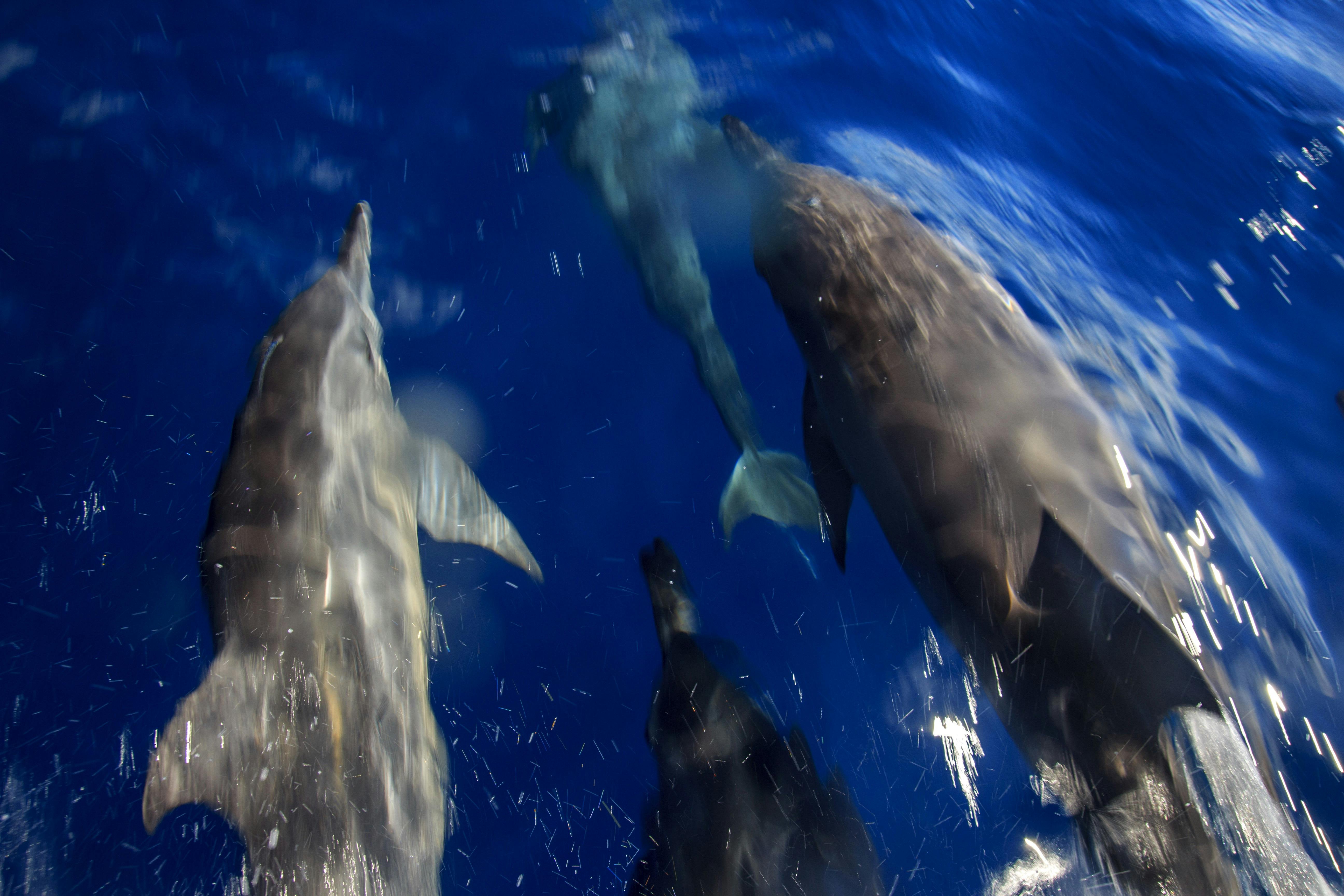Mooloolaba Turtle Adventure