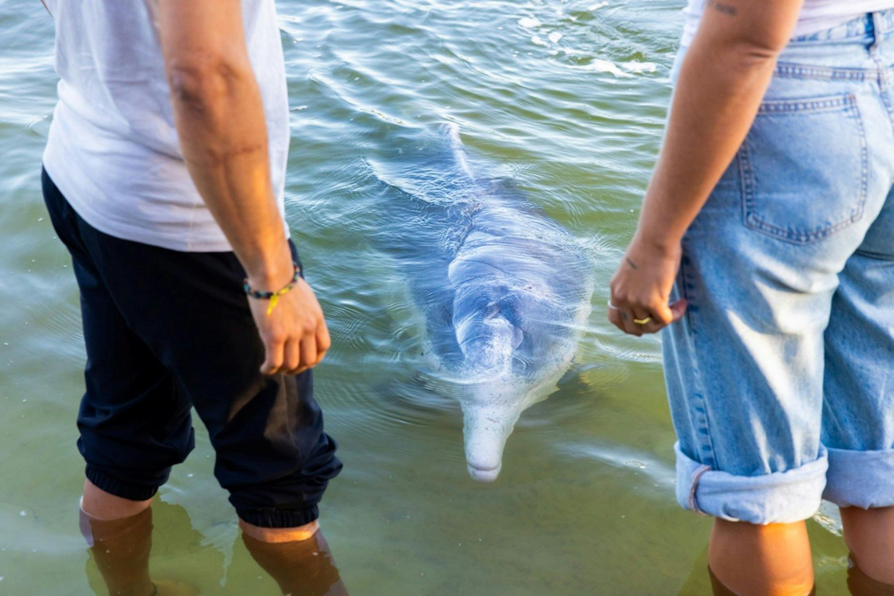 Dolphin Feeding at Tin Can Bay