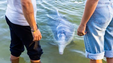 Two people in the shallow water with a dolphin surrounding their feet Two people in the shallow water with a dolphin surrounding their feet