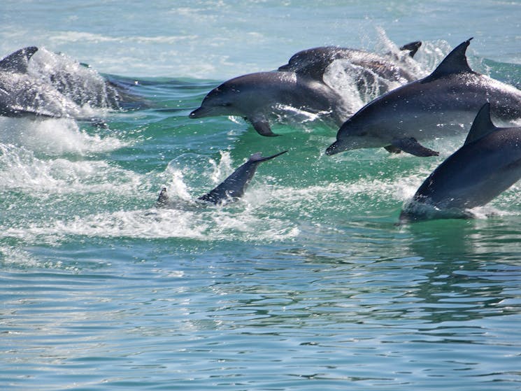 A pod of dolphins showing off for the cruise boat!