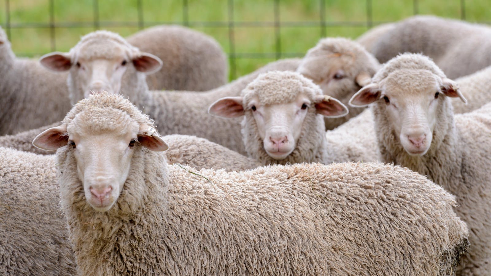 Image for Clare Valley Festival of the Lamb