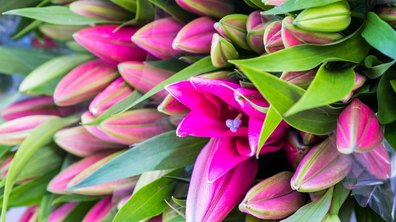 Image for Harvest Launceston Community Farmers' Market