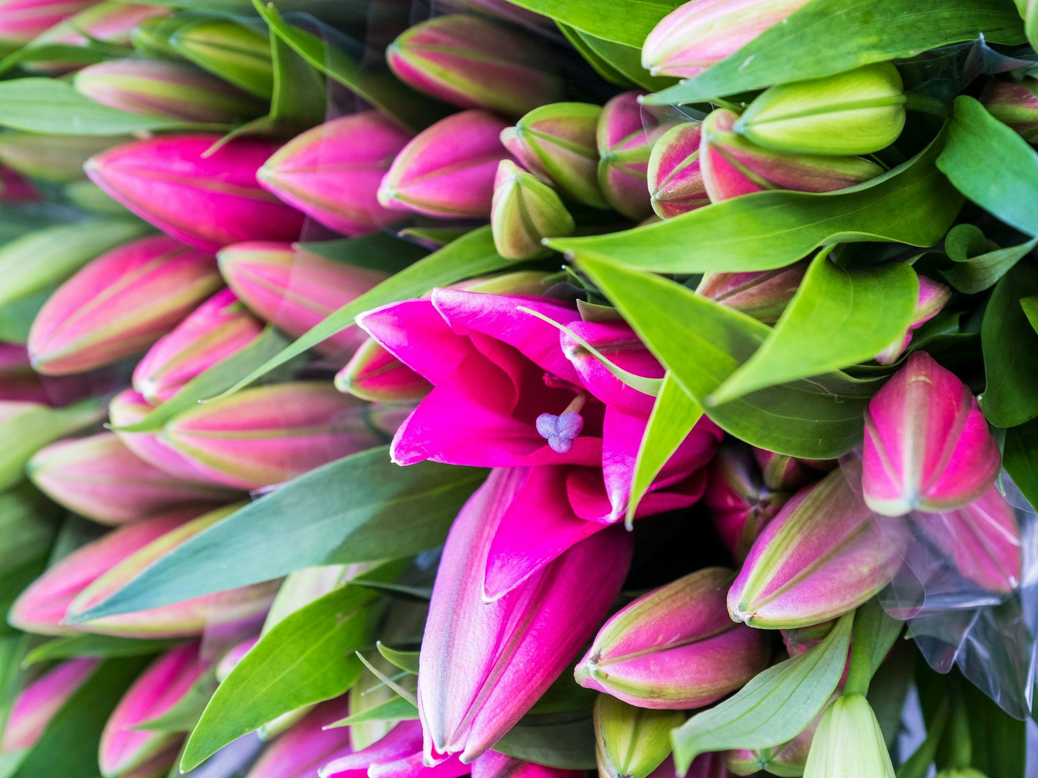 Lilies from Lily Farm