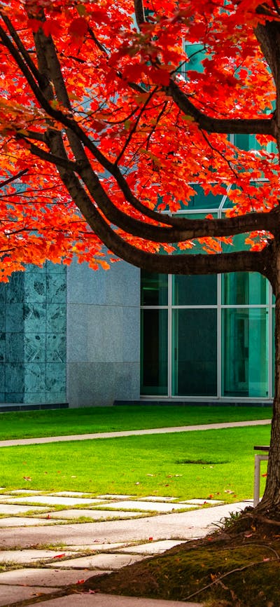 2 vibrant orange and red autumn trees in a courtyard of Parliament House