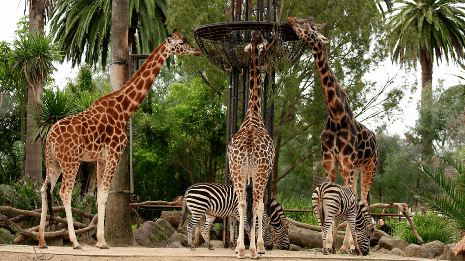 Melbourne Zoo